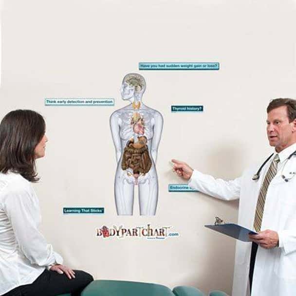 Endocrine System Anatomy Dry-Erase Sticky Wall Chart - 27 in x 40 in