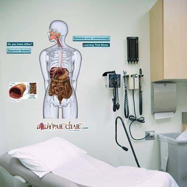 Digestive System Anatomy Dry-Erase Sticky Wall Chart - 27 in x 40 in