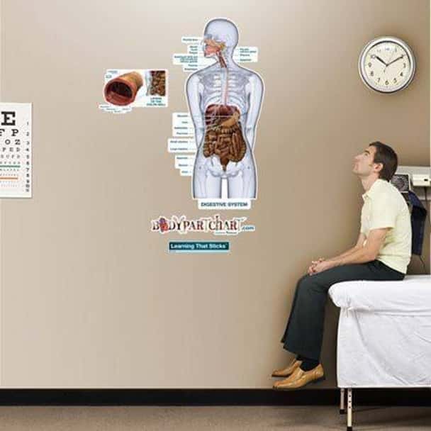 Digestive System Labeled Anatomy Dry-Erase Sticky Wall Chart - 27 in x 40 in