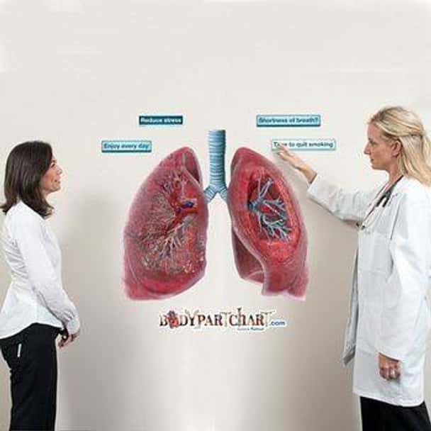 Cross Section of the Lungs Anatomy Dry-Erase Sticky Wall Chart - 54 in x 40 in