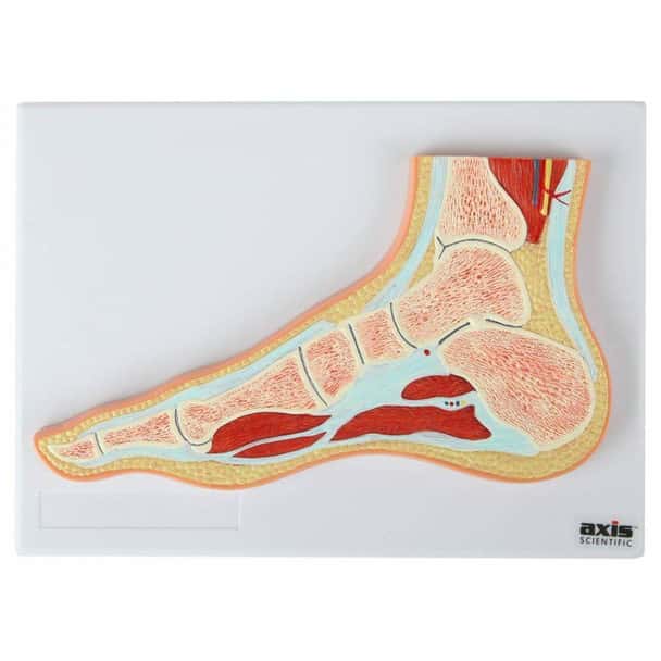 Axis Scientific Foot and Ankle Joint Section Anatomy Model