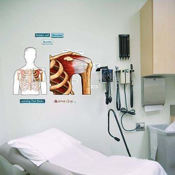 Shoulder Labeled Anatomy Dry-Erase Sticky Wall Chart