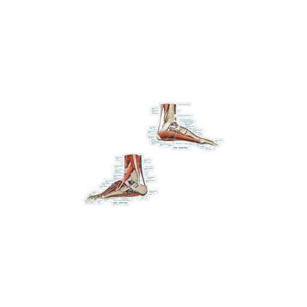 Ankle Series Labeled Anatomy Dry-Erase Sticky Wall Chart