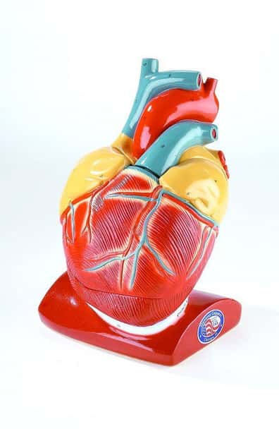 Giant Heart Anatomy Model With Pericardium and Diaphragm