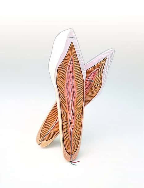Lateral Incisor Only Anatomy Model