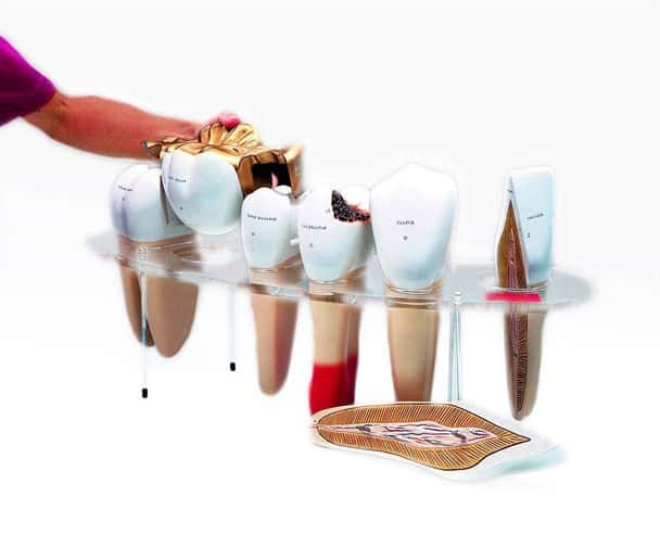 Dental Morphology Series Anatomy Model