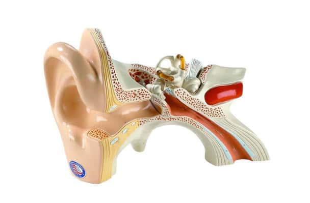Giant Three Part Ear Anatomy Model