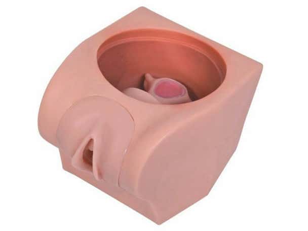 Anatomy Lab Female Contraception Model