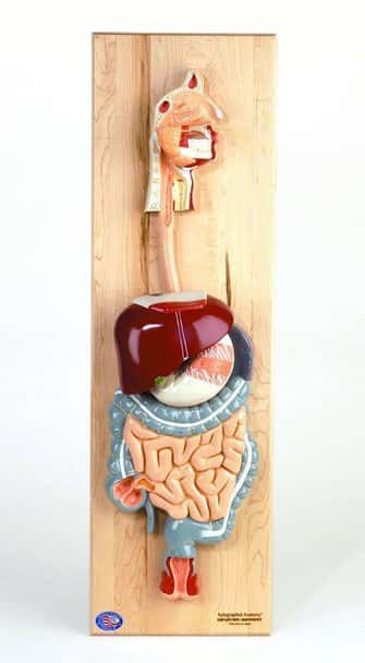 Life-Size 5 Part Digestive System Anatomy Model