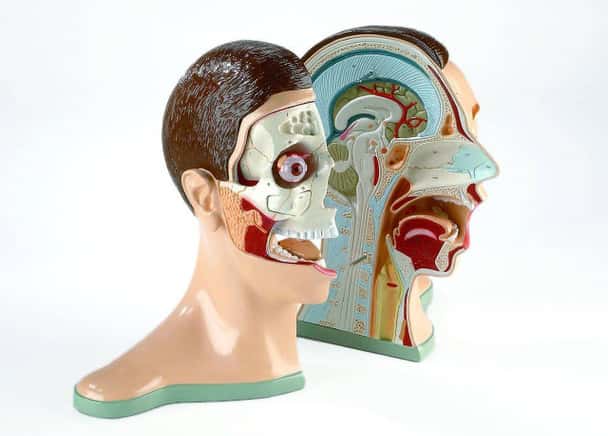 Five Part Bisected Head Anatomy Model