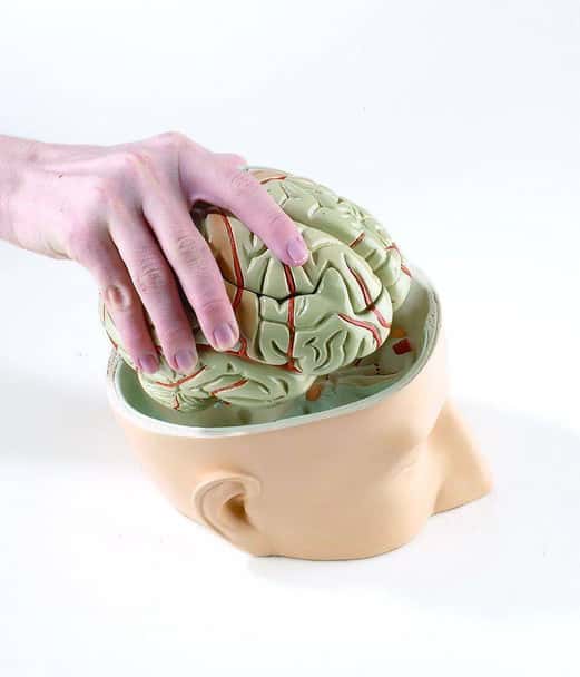 Base Of Head With 7 Part Brain Anatomy Model