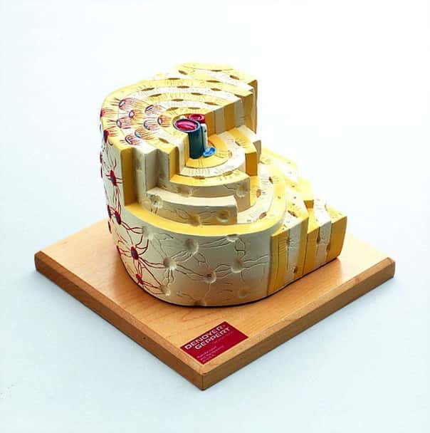 Bone Structure Anatomy Model