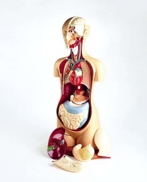 Basic 19 Part Knowbody Teaching Torso Anatomy Model