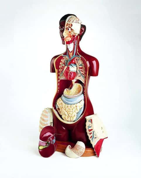Deluxe 23 Part Black Knowbody Teaching Torso Anatomy Model With Detachable Head and Hardwood Turntable Base