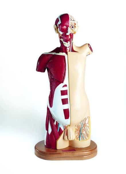 25 Part Male Multi Torso Anatomy Model