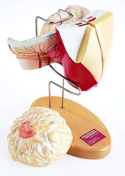 Non Pregnant Female Insert With Mammary Gland Anatomy Model