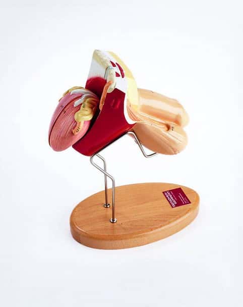 Male Pelvic Anatomy Model Insert