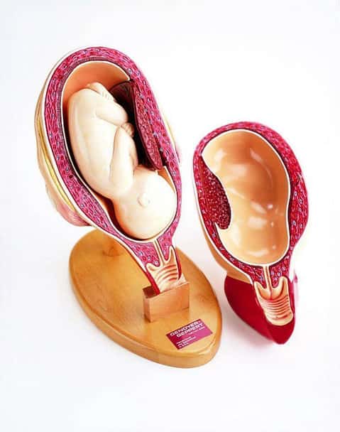 3rd Trimester Pregnancy Anatomy Model Insert
