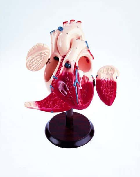 The Heart Of America Student Version Anatomy Model