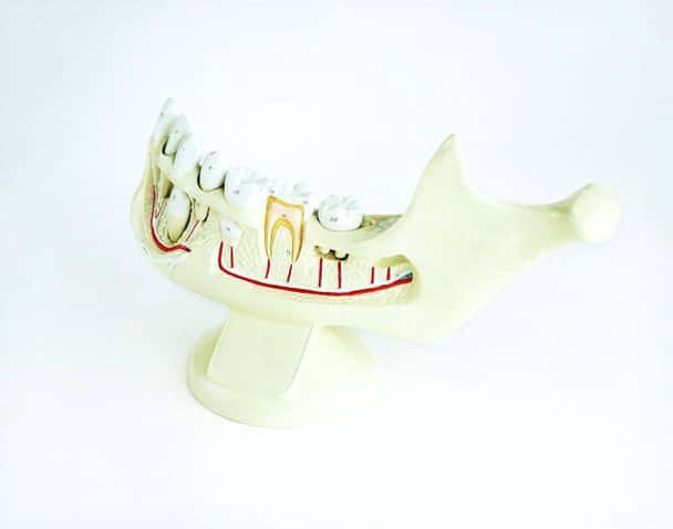 Giant Hands On Childs Jaw Anatomy Model