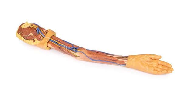 3D printed arm. full view. exposed muscles, veins, arteries