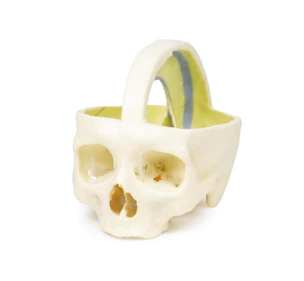 3D printed dural skull. Full view. Exposed cranial cavity. Front angle.