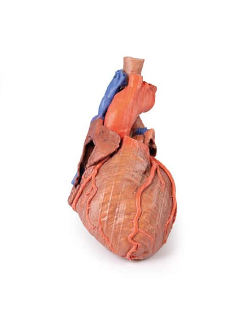 3D printed heart and trachea. Full view. Exposed ateries and veins.