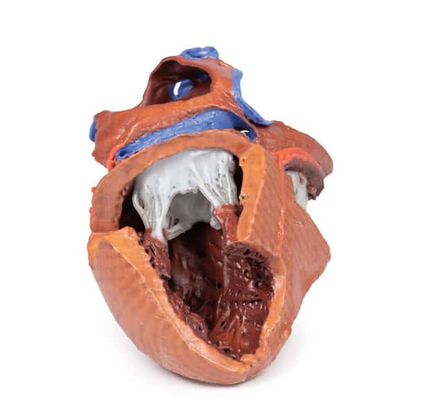 3D printed heart. Full view. Exposed muscles and chambers.