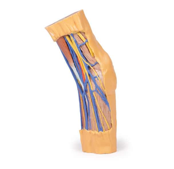 3D printed cubital fossa. Full view. Exposed veins and nerves.