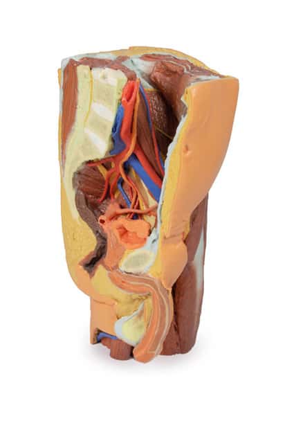 3D Printed Male Left Pelvis and Proximal Thigh