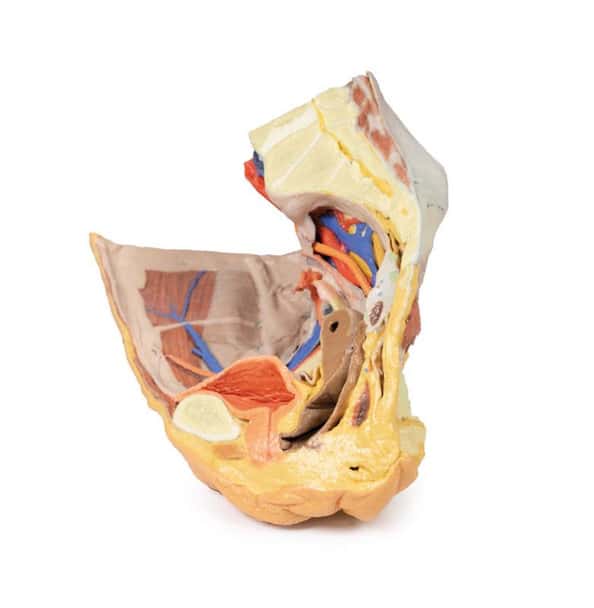 3D printed female right pelvis. Full view. Exposed muscles, veins, and arteries.
