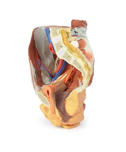 3D printed female right pelvis. Full view. Exposed muscles, veins, and arteries.