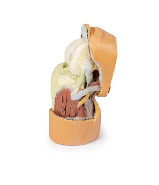 3D printed knee joint. Full view. Exposed bones, muscle, and ligaments. Side angle.