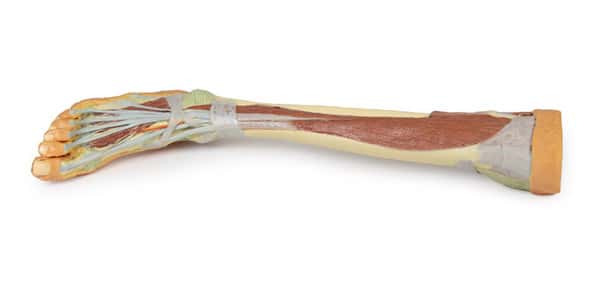 3D printed leg. Full view. Exposed muscles, bones, and joints.
