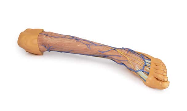 3D Printed Lower Limb Superficial Veins