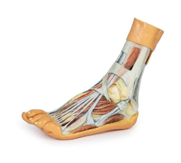 3D printed foot. Full view. Exposed muscles, tendons, ligaments, and bones.