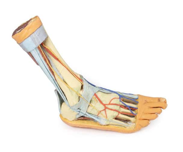 3D printed foot. Full view. Exposed bone, arteries, and veins.