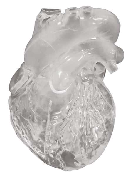 Heart Model, Flexible, Didactical Version - Translucent