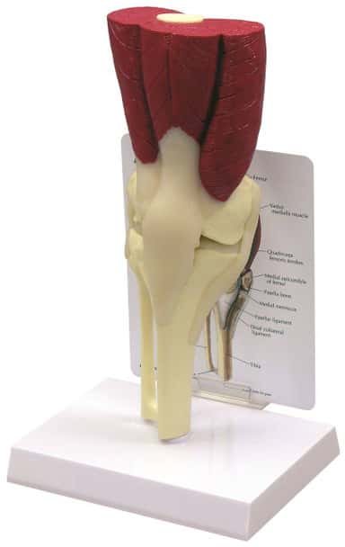 Muscled Knee Joint Anatomy Model