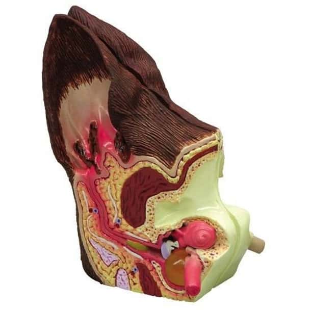 Canine Ear Anatomy Model