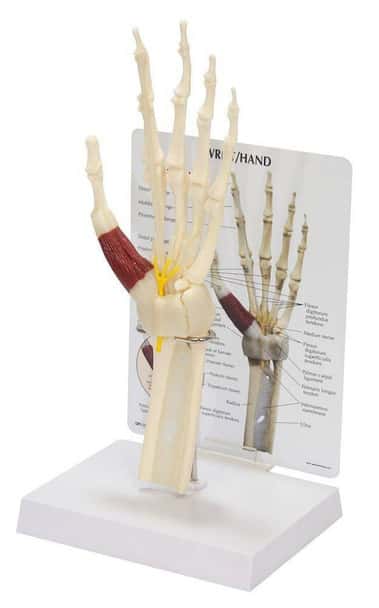 Wrist and Hand Anatomy Model