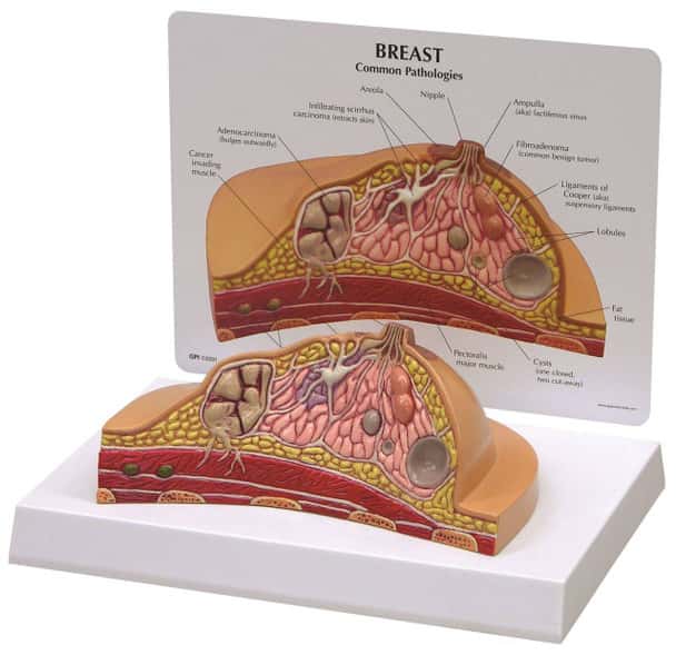 Breast Cross Section Anatomy Model