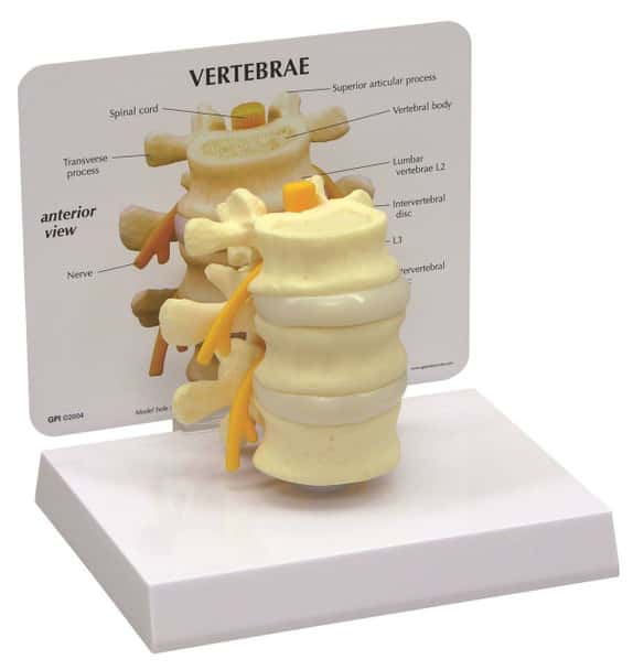 3 Piece Vertebrae Anatomy Model, L2 L3 and L4