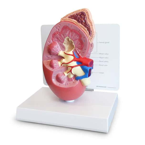 Basic Kidney Anatomy Model