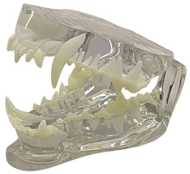 Canine Clear Jaw Anatomy Model