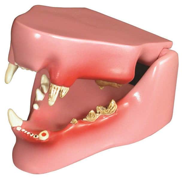 Feline Jaw Anatomy Model