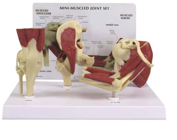 Mini-Muscled Joint Anatomy Model Set