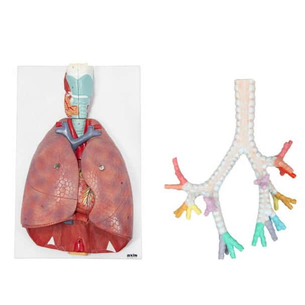 Axis Scientific Lung Anatomy Model Set