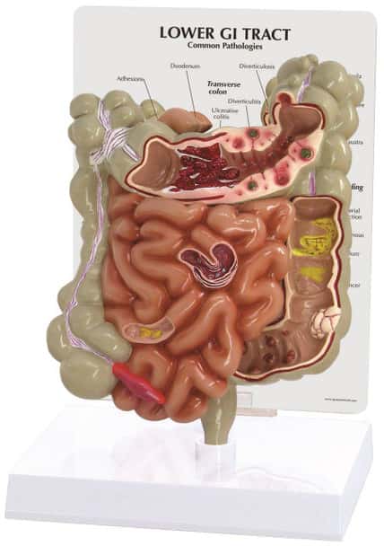 GI Tract Anatomy Model