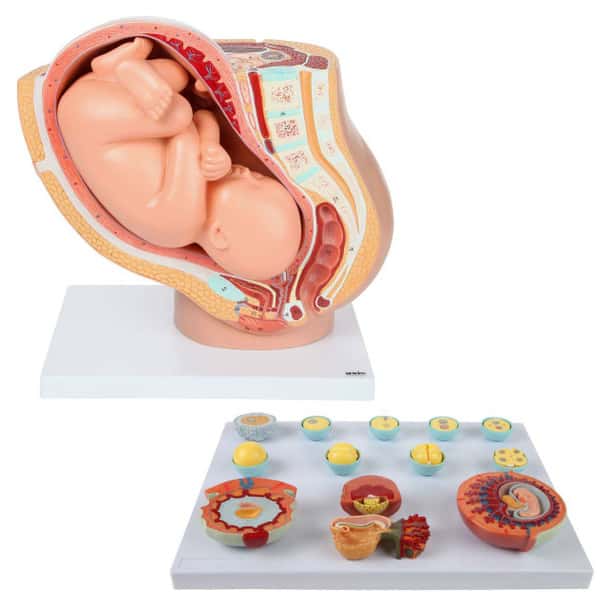 Axis Scientific Pregnancy Anatomy Model Set